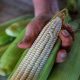 En el sur de Sinaloa hay 4 mil toneladas de maíz sin comercializar