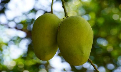 Precio del dólar a la baja deja consecuencias severas en producción de mango en Escuinapa (Sinaloa)