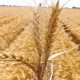 El próximo ciclo agrícola productores sembrarán menos trigo en el valle de Mexicali
