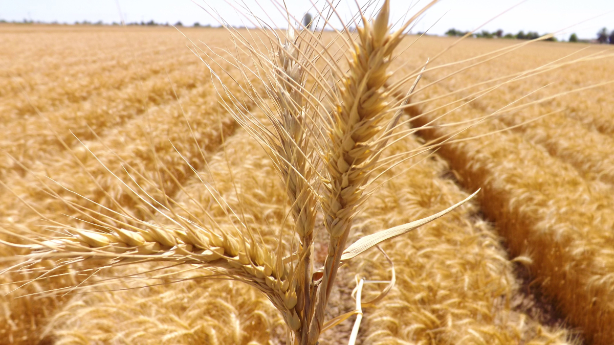 El próximo ciclo agrícola productores sembrarán menos trigo en el valle de Mexicali