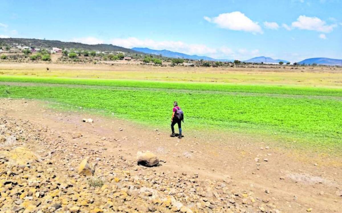 Al menos mil 300 hectáreas cultivables de Hidalgo se perdieron por falta de lluvias