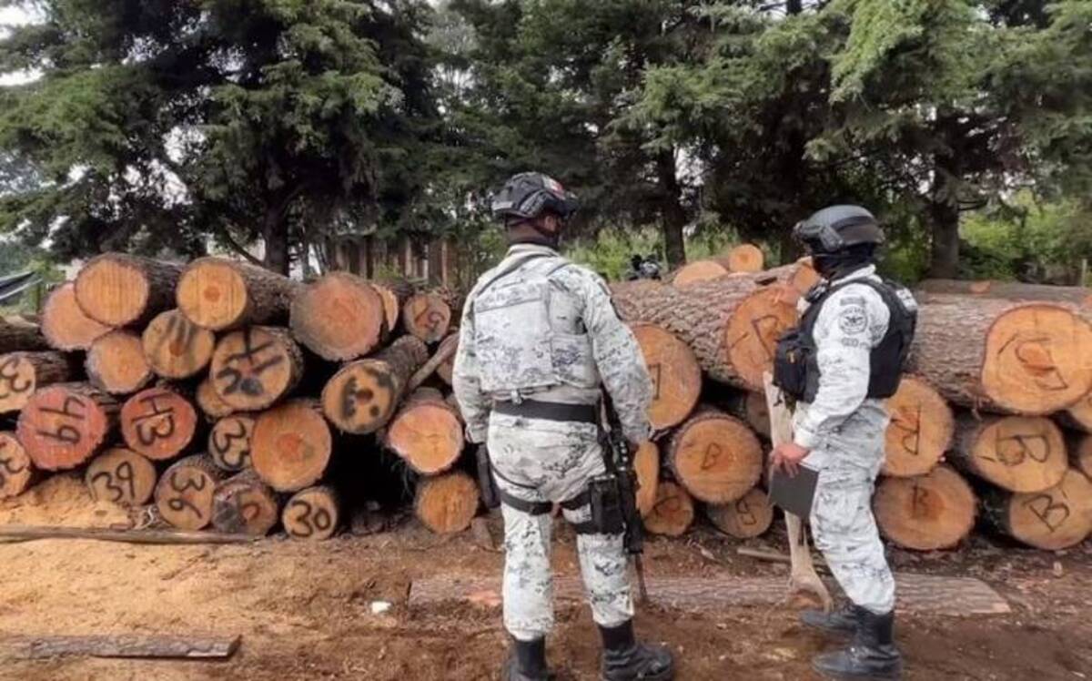 Descartan que las madererías cerradas por el gobierno de la CDMX estén vinculadas con la tala ilegal de árboles