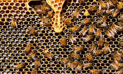 En Mazatlán logran reubicar a 4 millones de abejas