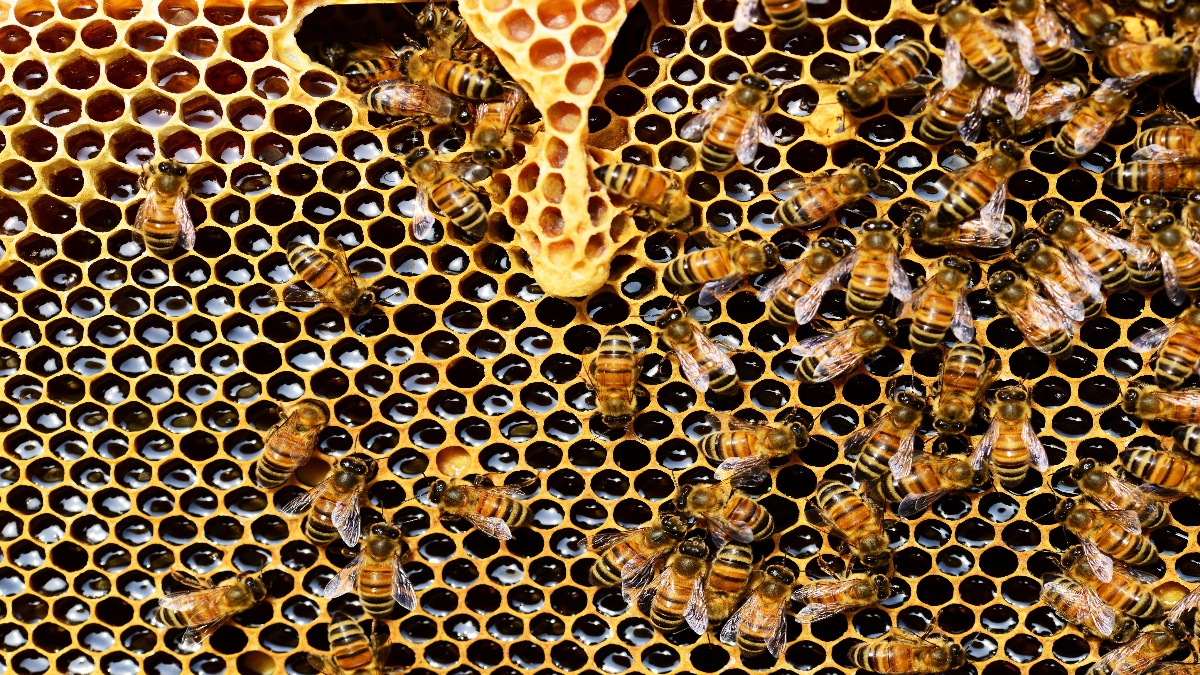 En Mazatlán logran reubicar a 4 millones de abejas