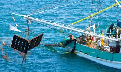 Barcos en Mazatlán registran bajas capturas de camarón en altamar