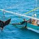 Barcos en Mazatlán registran bajas capturas de camarón en altamar