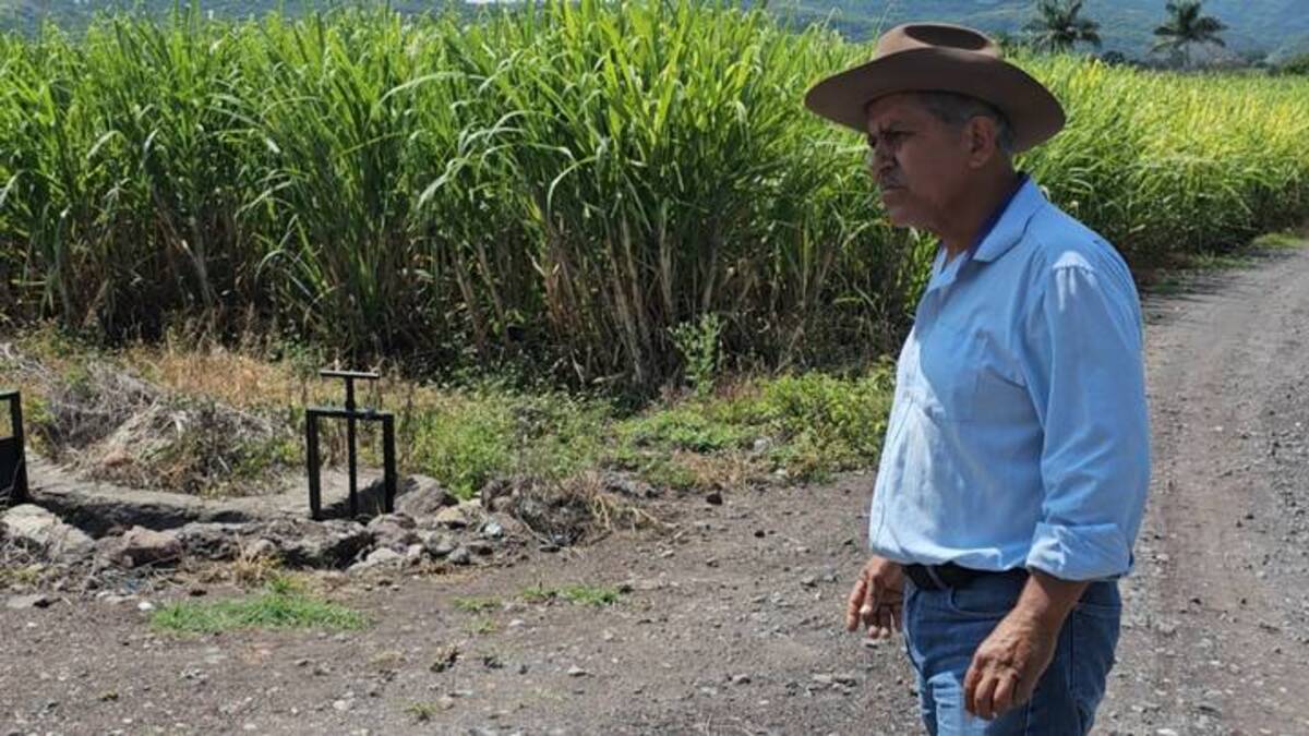 La producción cañera en Morelos está en peligro de extinción