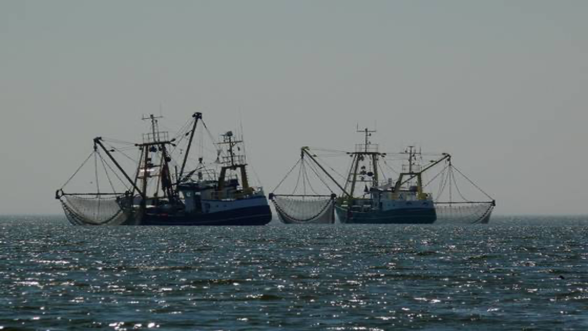 China: La superpotencia del marisco que predomina con la mano de obra migrante