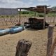 Crisis por la sequía: Ganaderos en Sinaloa ya sufren por falta de agua