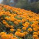 Producción de flores en Tixtla (Guerrero) para el Día de Muertos se vio afectada por la sequía