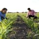 Guerrero no cuenta con un seguro catastrófico de apoyo a los agricultores