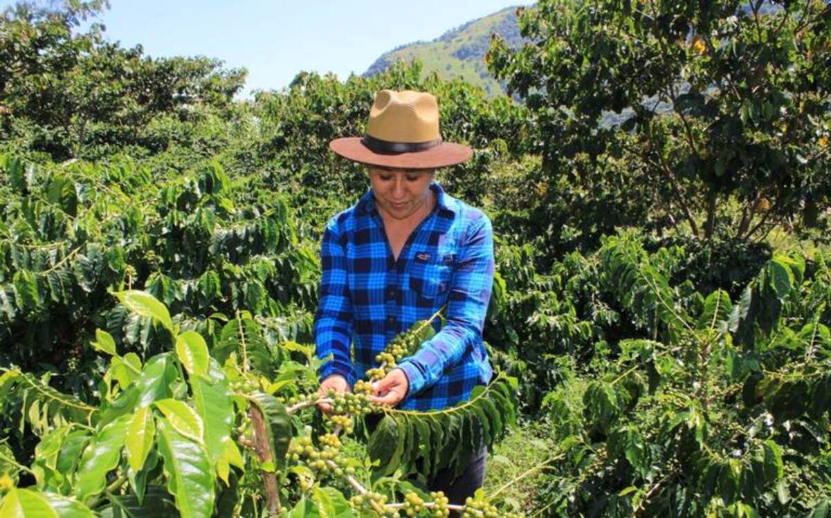 La cosecha de café impulsa y empodera a las mujeres del municipio de Tlaxco, Puebla