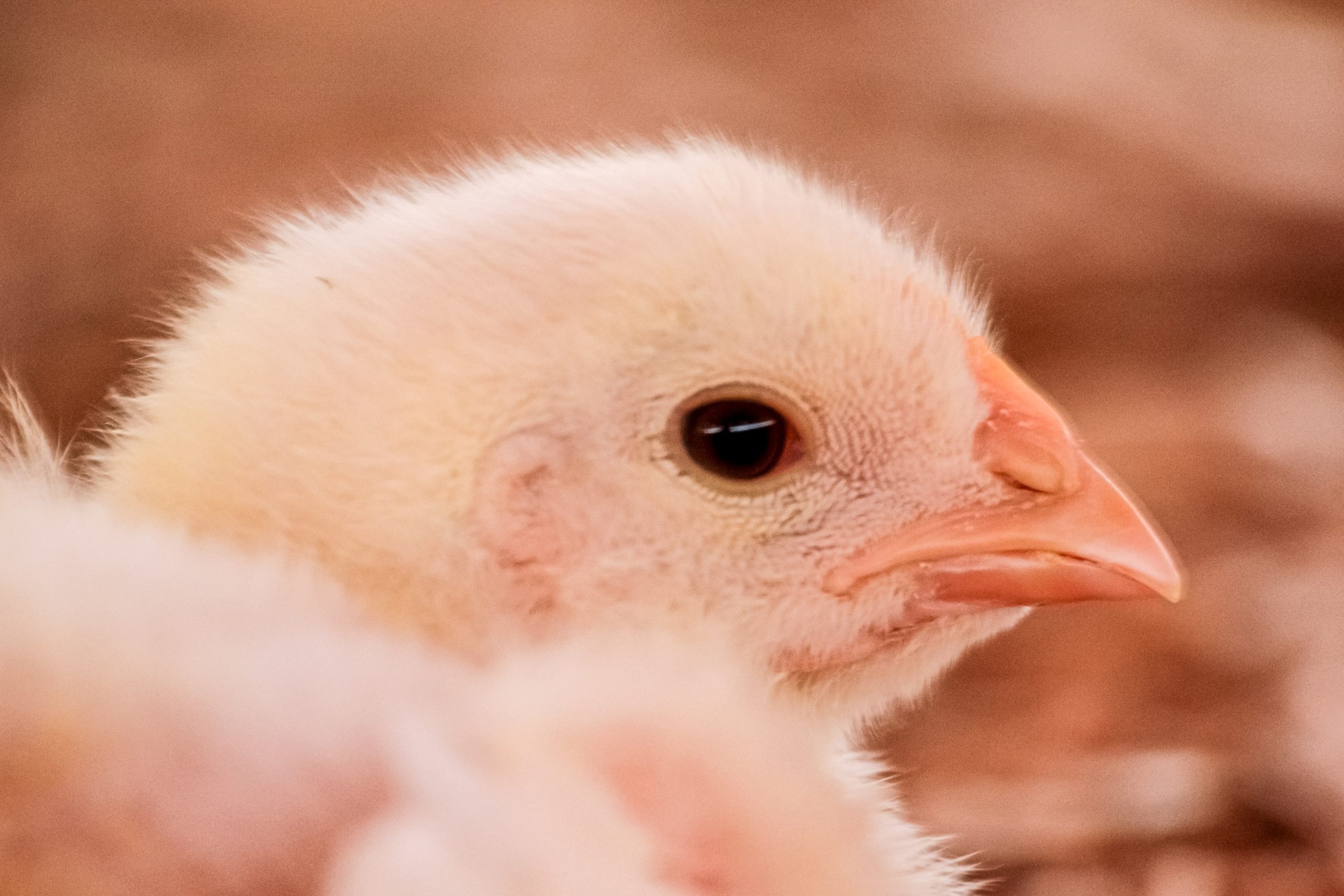 Hay una segunda granja con influenza aviar en Cajeme