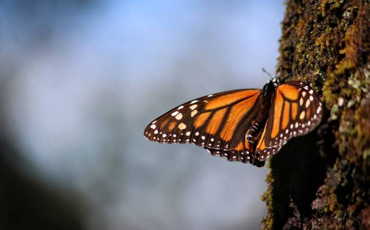 Las lluvias y Otis retrasan llegada de mariposa monarca a Michoacán
