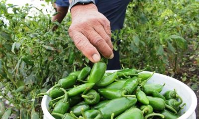 En Mazatlán un bacteria daña 40 por ciento de los cultivos de chile