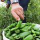 En Mazatlán un bacteria daña 40 por ciento de los cultivos de chile