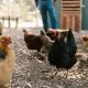 En Sinaloa hay 3 gallinas por habitante, asegura el Inegi