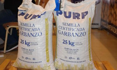 Garbanzo mexicano: Una alternativa de cultivo rentable y con un excelente mercado internacional