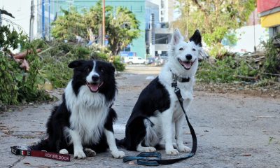 Estos son Orly y Halley, los caninos que ayudan a la Cruz Roja en Guerrero tras el paso de Otis