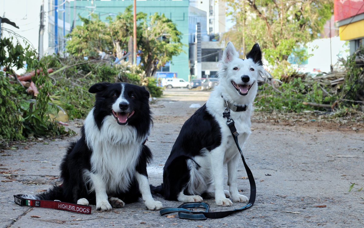 Estos son Orly y Halley, los caninos que ayudan a la Cruz Roja en Guerrero tras el paso de Otis