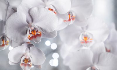 Las orquídeas: Una belleza en peligro de extinción