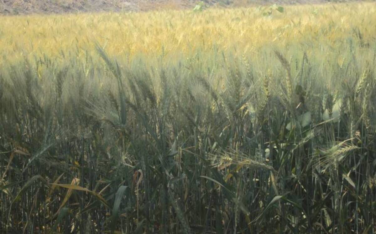De hasta 90% las pérdidas en la producción de granos en la Región Lerma-Chapala