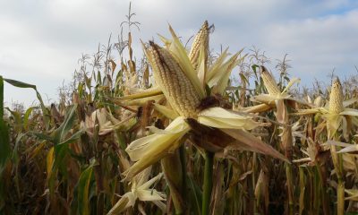 En 40 comunidades de Cacahuatepec (Guerrero) se perdió la producción de maíz