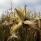 En 40 comunidades de Cacahuatepec (Guerrero) se perdió la producción de maíz