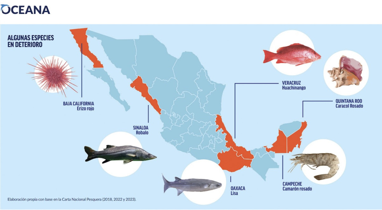 El huachinango, robalo, lisa y caracol rosado están en riesgo de desaparecer de la pesca mexicana: Oceana
