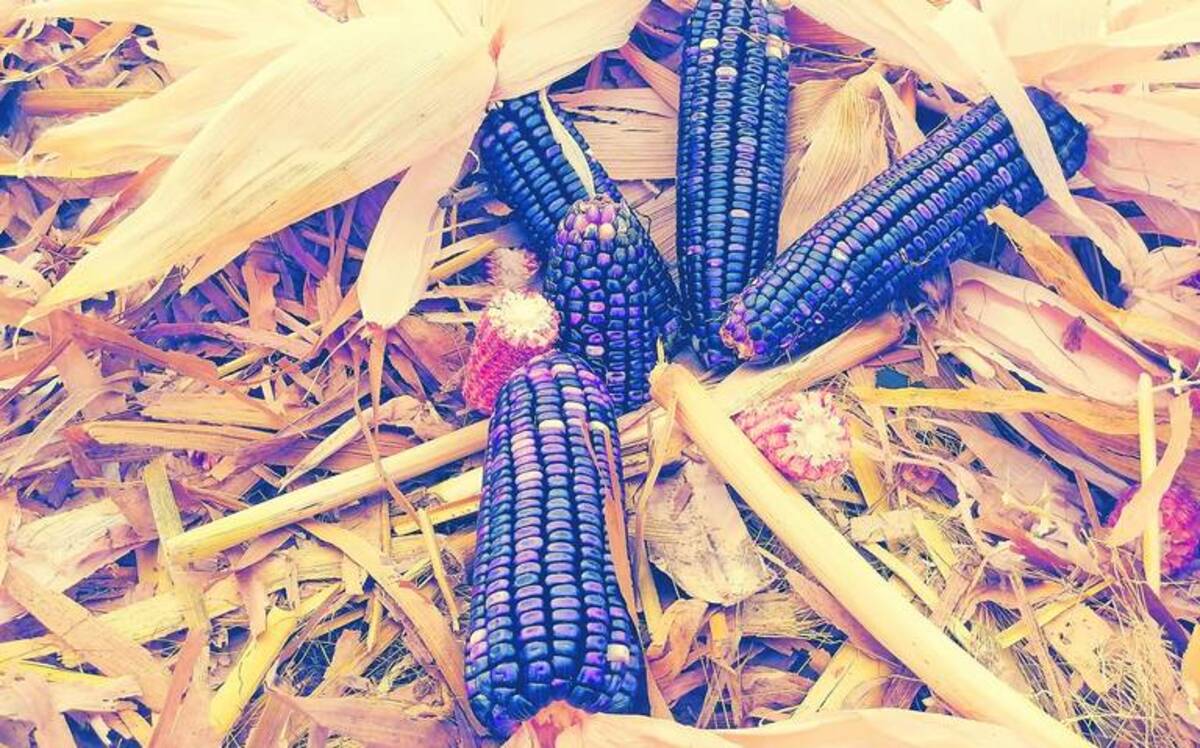 El maíz nativo tiene propiedades anticancerígenas: Universidad Politécnica