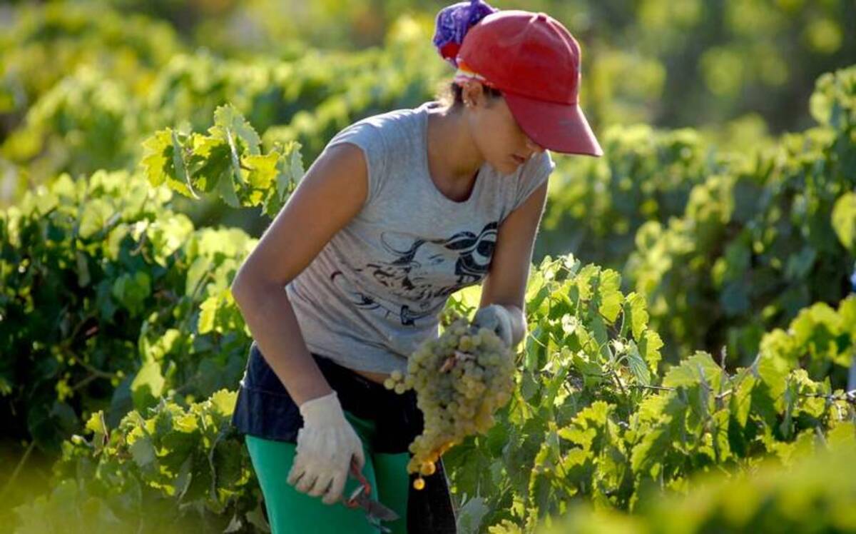 La participación de mujeres en el sector agropecuario crece en Sonora