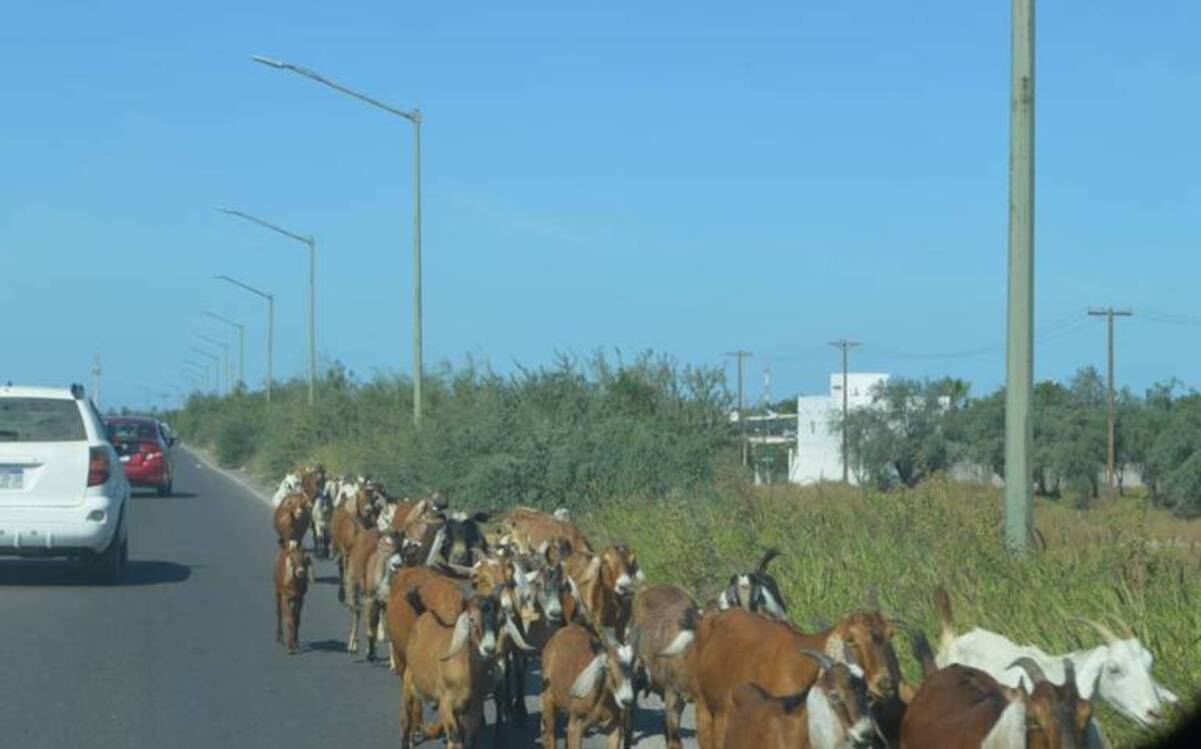 El ganado suelto provoca 4 fallecidos en las carreteras de Baja California de Sur