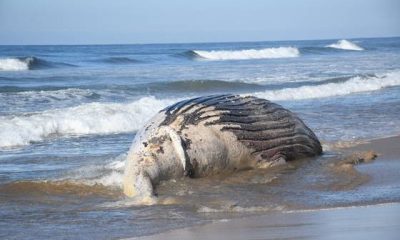 En Mazatlán toneladas de basura y pesca fantasma provocan muerte de ballenas