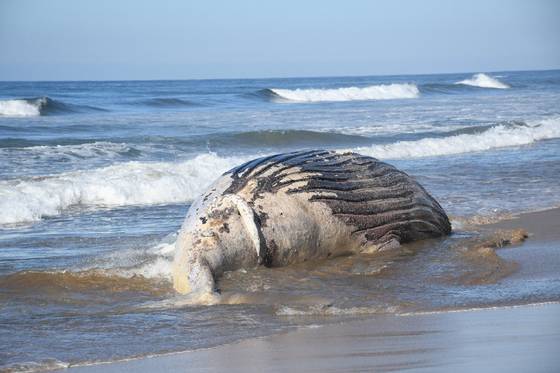 En Mazatlán toneladas de basura y pesca fantasma provocan muerte de ballenas
