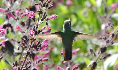Crean un santuario en Puebla para proteger a los colibríes