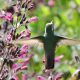 Crean un santuario en Puebla para proteger a los colibríes