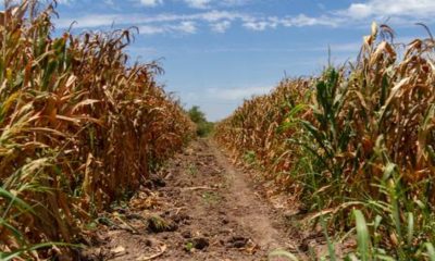Heladas serían el último clavo al ataúd de la agricultura en Sinaloa: Enrique Riveros
