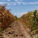 Heladas serían el último clavo al ataúd de la agricultura en Sinaloa: Enrique Riveros