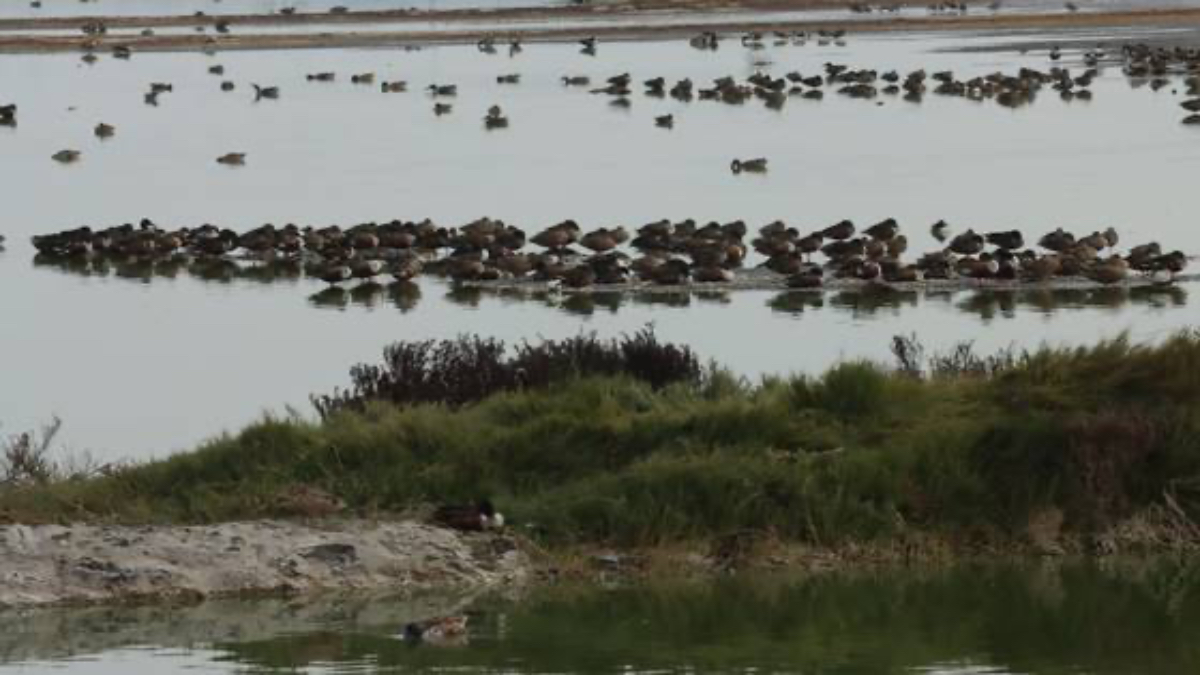 CDMX busca apoyo de EU y Canadá para nueva área protegida del lago de Tláhuac-Xico