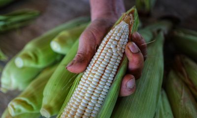 México cerrará el año con un desplome de 40% en la producción de maíz, frijol, trigo y sorgo: UNTA