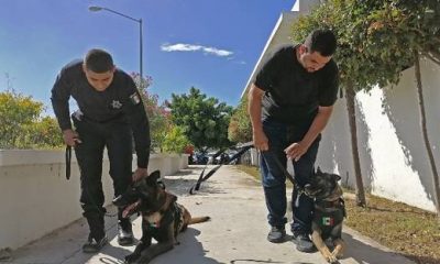 Los más perrones: Max y Chak, la unidad K9 de la Policía Municipal de Mazatlán