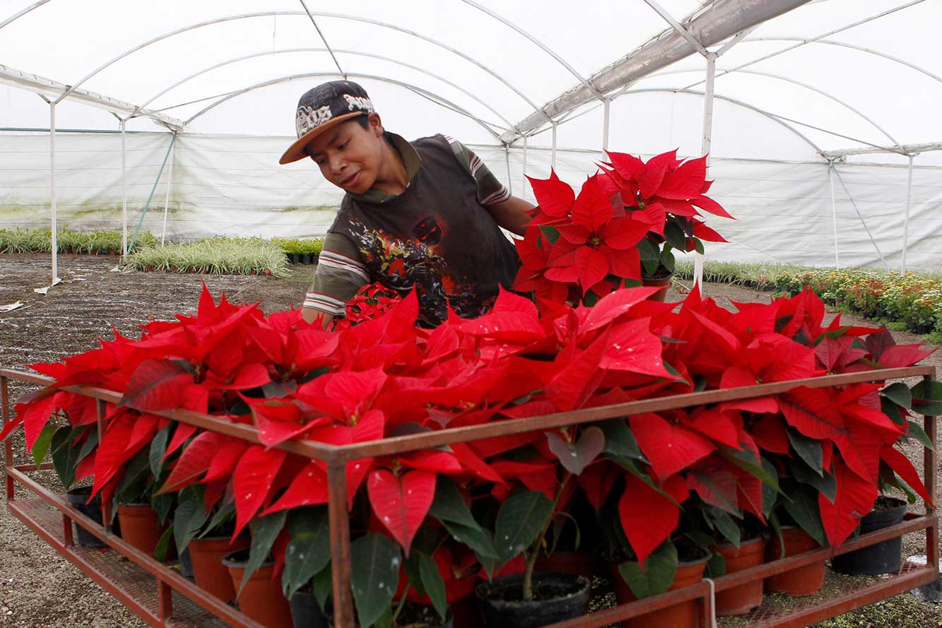 Con 20 millones de plantas está garantizado el abasto de flor nochebuena para las fiestas decembrinas