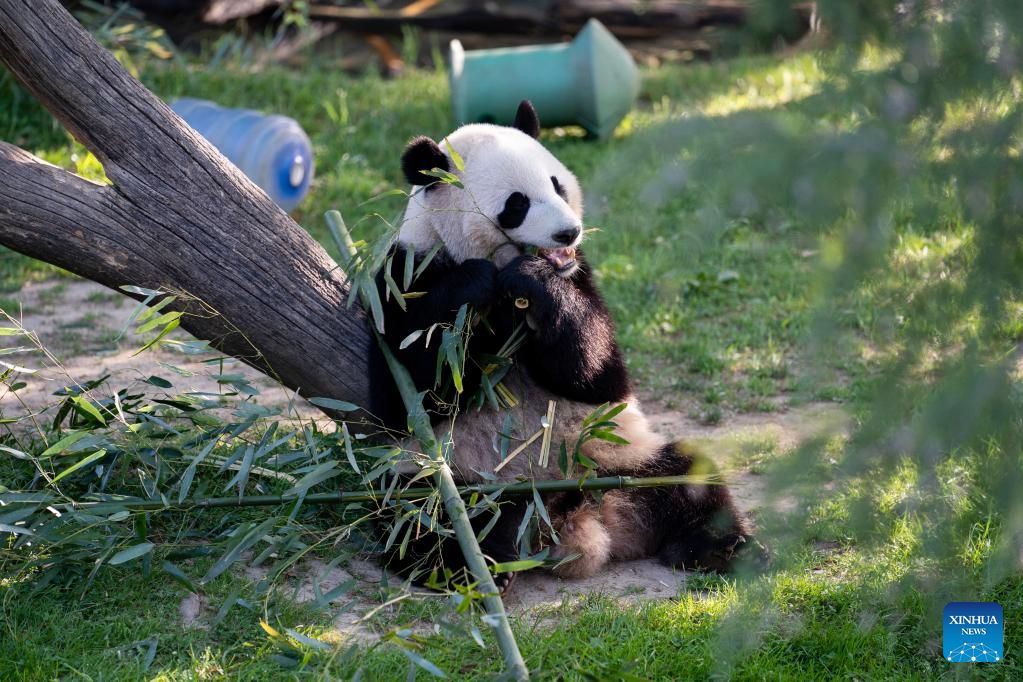 Un panda gigante nacido en Estados Unidos es exhibido en China
