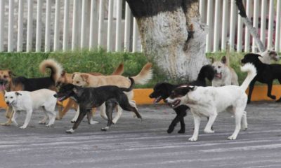 En Culiacán protectores de animales piden investigación por perros colgados