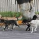 En Culiacán protectores de animales piden investigación por perros colgados