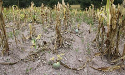 La sequía golpea a ganaderos de la sierra de Mazatlán