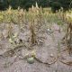 La sequía golpea a ganaderos de la sierra de Mazatlán