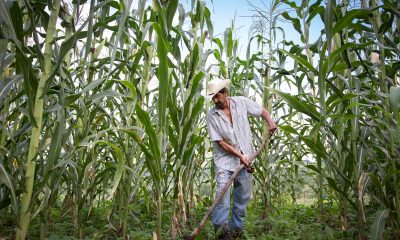 Tamoa: El maíz y la milpa mexicana a los paladares del mundo