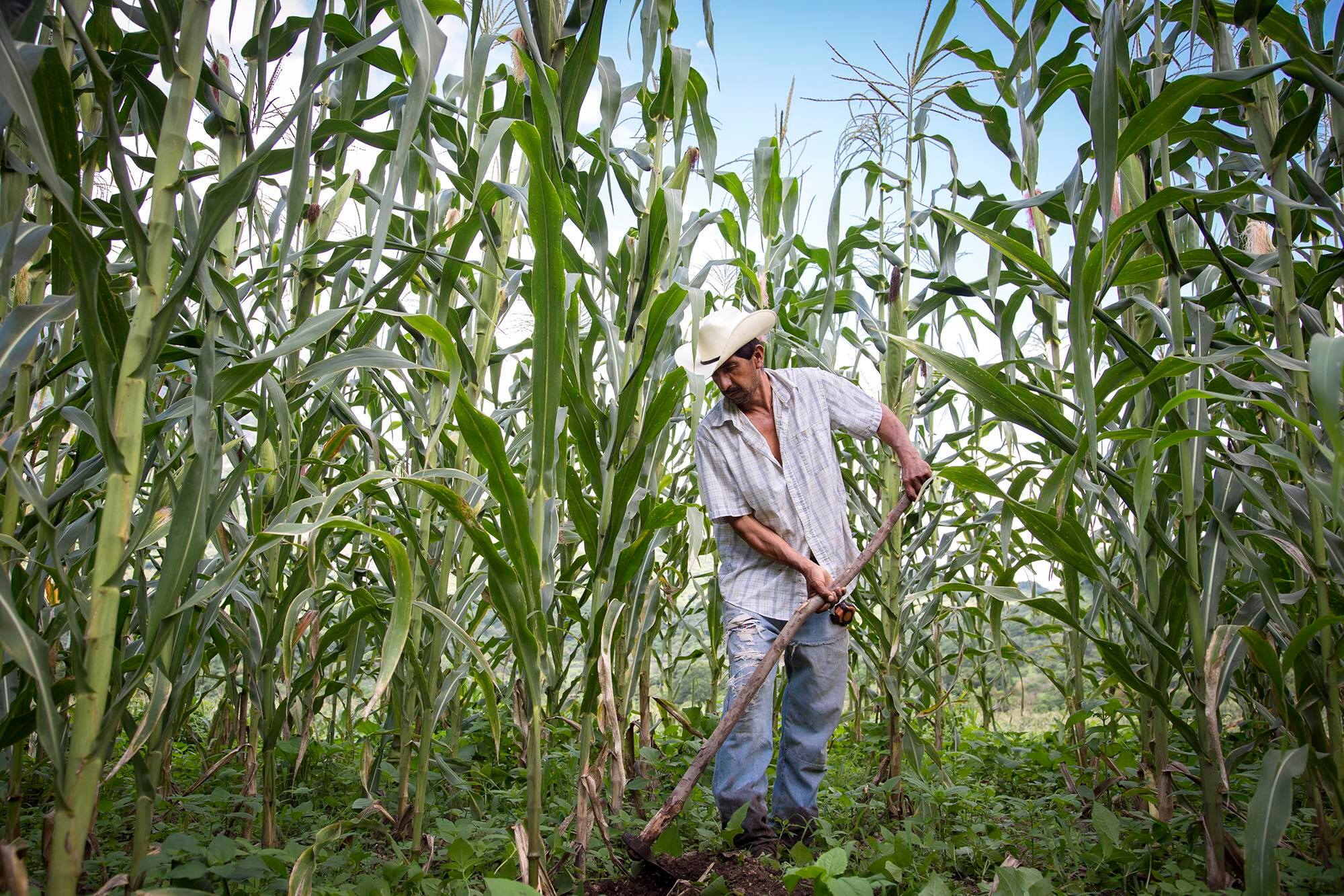 Tamoa: El maíz y la milpa mexicana a los paladares del mundo