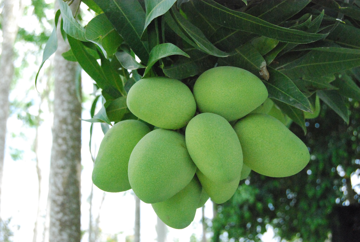 Los agricultores mexicanos logran récord de producción anual de mango en 2023: Sader